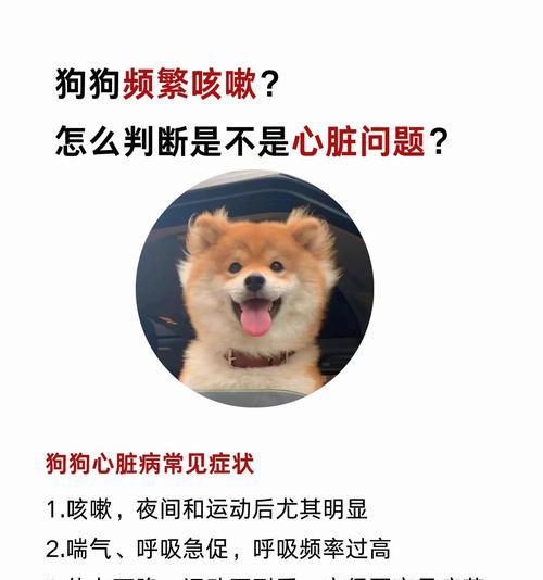 狗狗咳嗽的原因及解决方案（狗狗咳嗽的常见原因和有效的解决方法）