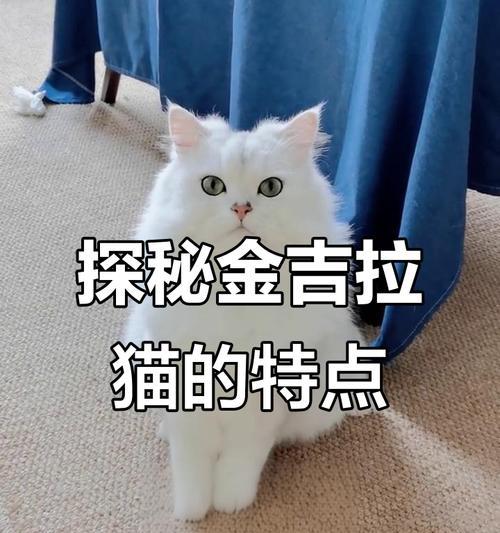 金吉拉猫掉毛严重怎么办？（教你这几点小技巧）
