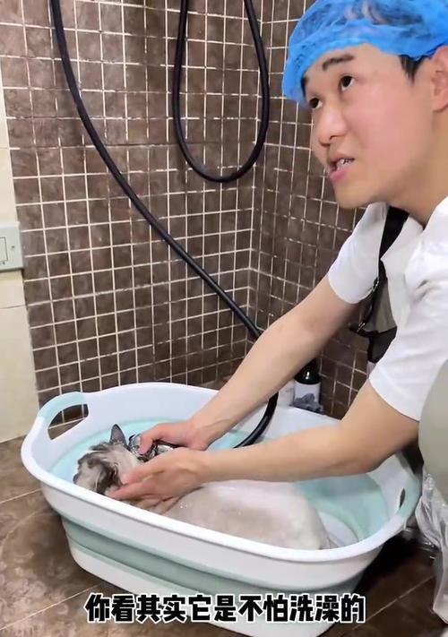 一岁的猫适合多久洗一次澡？（猫咪洗澡频率的关键因素和注意事项）