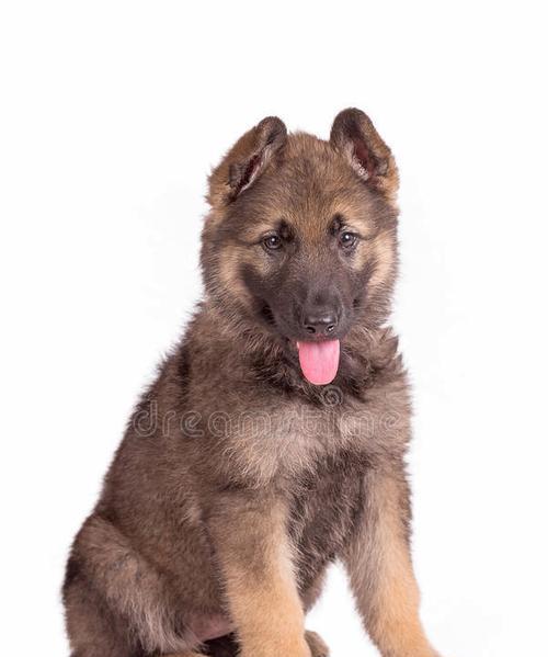 如何喂养3个月大的德国牧羊犬（科学合理的饲养方式助力德国牧羊犬健康成长）