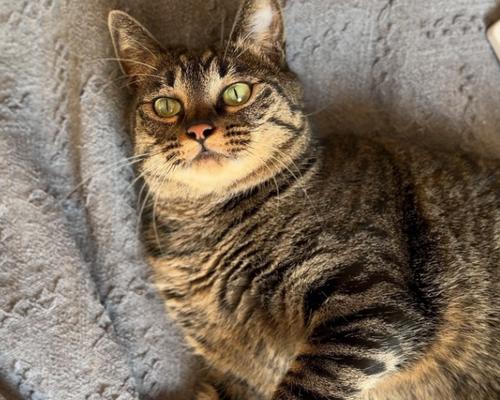 猫咪为何喜欢晒太阳？（猫咪晒太阳的原因及其对健康的影响）