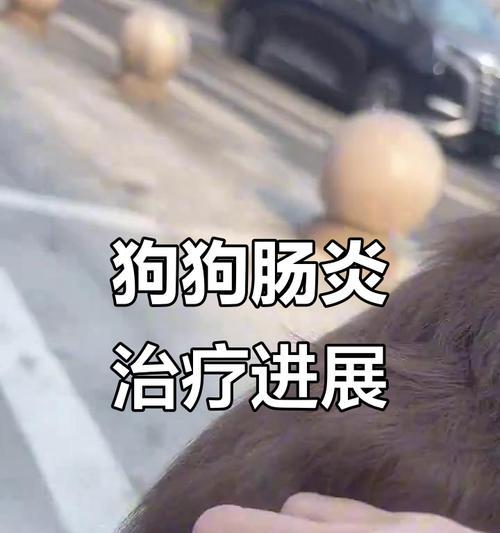 治愈成犬狗肠炎的时间以及（宠物狗肠炎康复时间表，宠物健康）