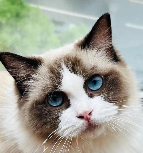 世界上哪些猫咪拥有蓝宝石般的眼睛？（揭秘蓝眼睛猫咪的种类与特点）