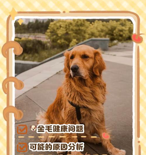 金毛犬吃大骨的频率及注意事项（保健饲料｜每周一次适量为宜）