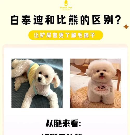 泰迪犬饲养攻略（从基础知识到实用技巧，让你成为泰迪专家！）