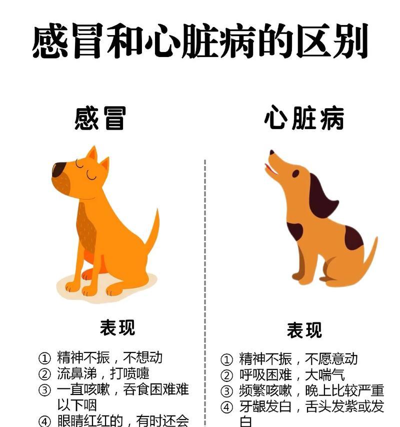 狗狗常见疾病及症状解析（了解常见疾病症状，守护狗狗健康）