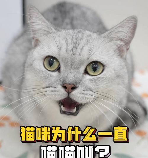 解析猫咪夜晚喵喵叫的原因及控制方法（了解猫咪喵喵叫的原因与心理需求，有效控制不必要的夜间叫声）
