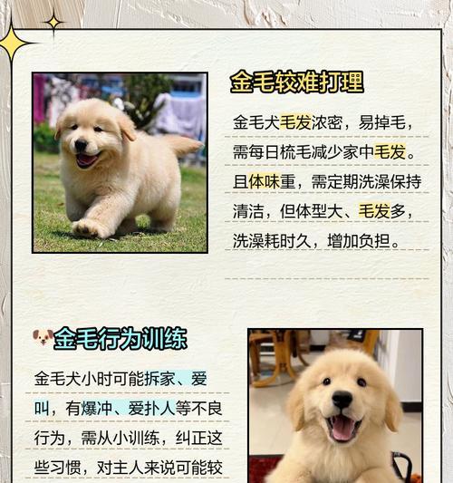 养一只金毛需要多少费用？（金毛饲养成本详解，令人意想不到的花费）