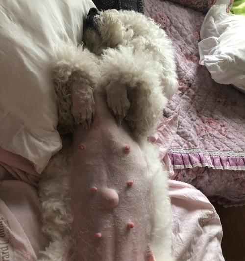 狗被吊多久可以怀孕？（狗的怀孕周期及注意事项）
