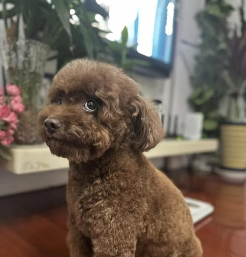 狗狗生完狗宝宝后多久能洗澡？（适时洗澡保持狗宝宝的健康与清洁）
