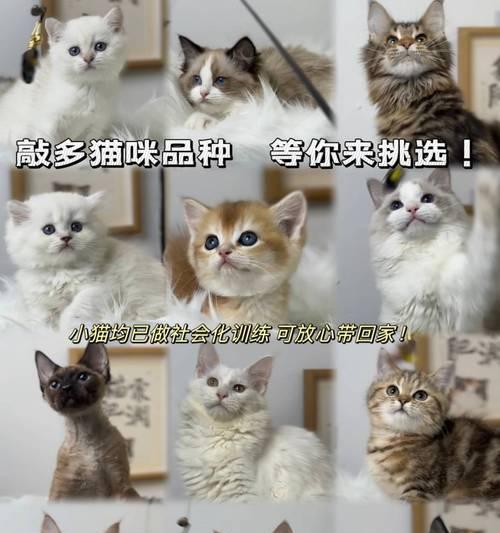 比熊犬价格表及选购建议（了解不同种类比熊犬的价格，选择适合自己的宠物伴侣）