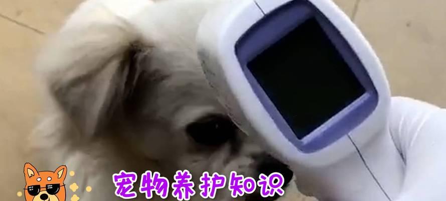 狗的体温变化与侧腿量测时间的关系（探索狗的体温变化，寻找合适的侧腿量测时间）