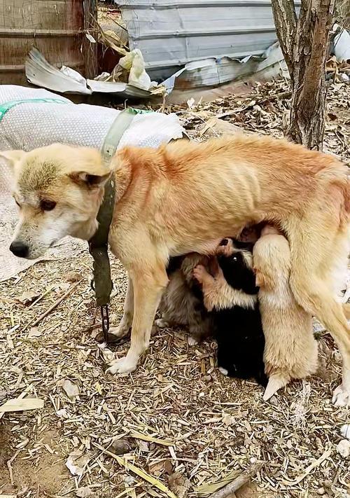 狗狗产后乳汁不足的解决方法（如何帮助狗狗增加乳汁量及断奶的时间安排）