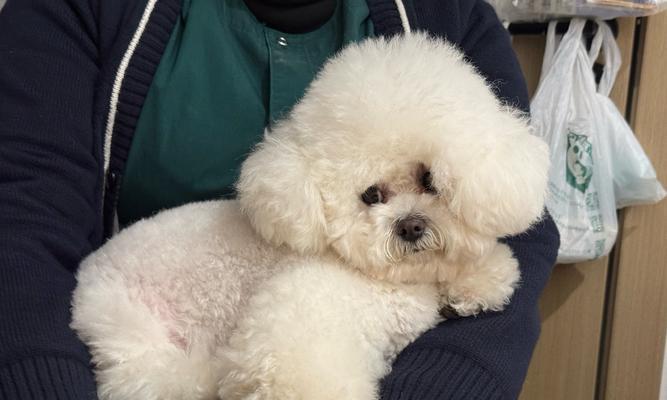 狗狗疫苗接种后多久可以出门？（了解狗狗疫苗接种后的出门时间和注意事项）