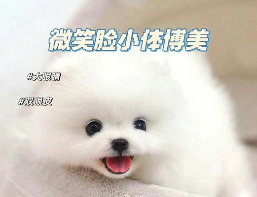 探索12种可爱的小体犬，你家有吗？（一起了解这些迷人的小型犬种，找到适合你的宠物伙伴）
