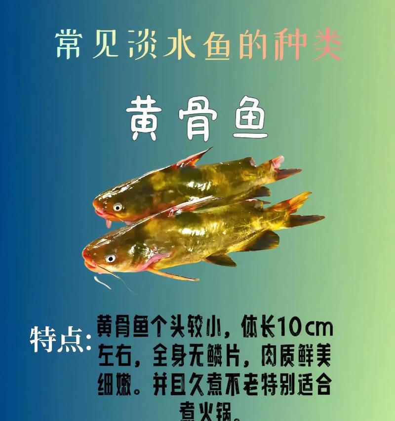 探索丰富多样的名鱼世界（揭秘十大独特名鱼品种及其养殖技巧）