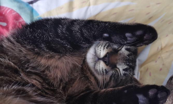 猫咪睡眠时间的神秘之谜（揭秘猫咪的睡眠习惯与时间分配）