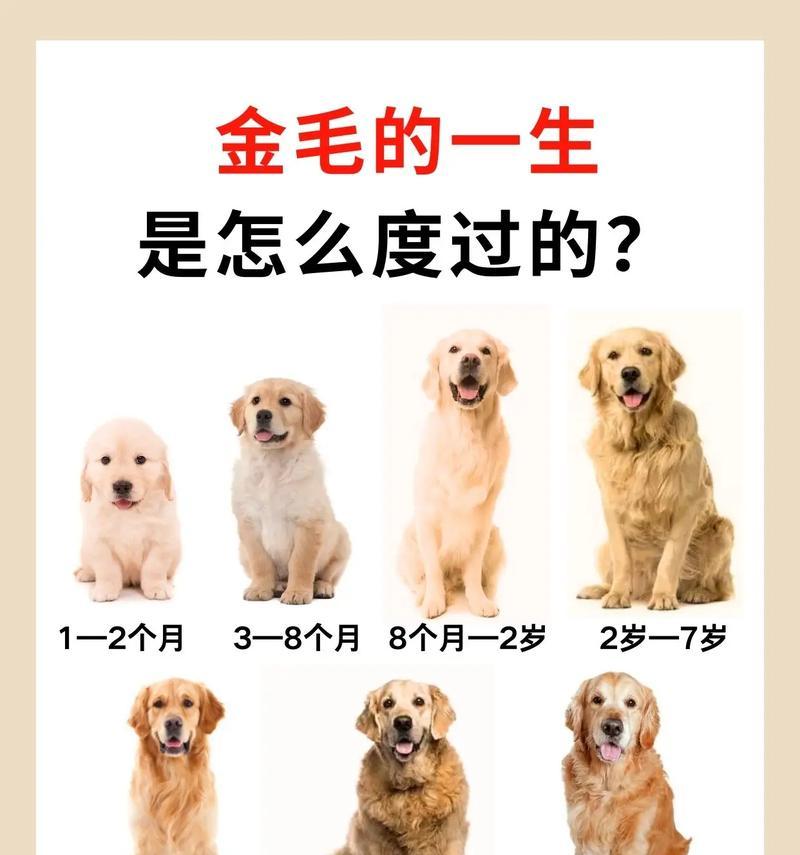 金毛怀孕多久可以看出来？（了解金毛怀孕的迹象和时间）