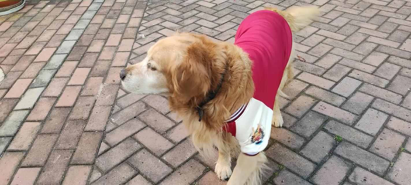 幼犬疫苗接种的时间和注意事项（宠物幼犬接种疫苗的重要性和正确时间安排）