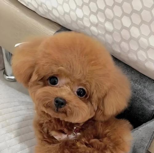 泰迪狗狗吃完后多久排便？（探秘一岁泰迪狗狗排便时间规律）