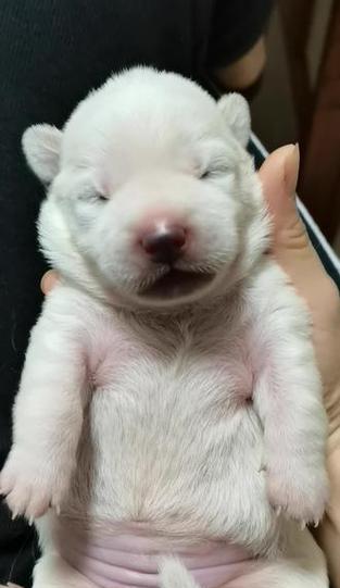 刚出生的狗狗睁眼时间的奥秘（探究狗狗睁眼的时间，揭秘幼犬视觉发育的过程）