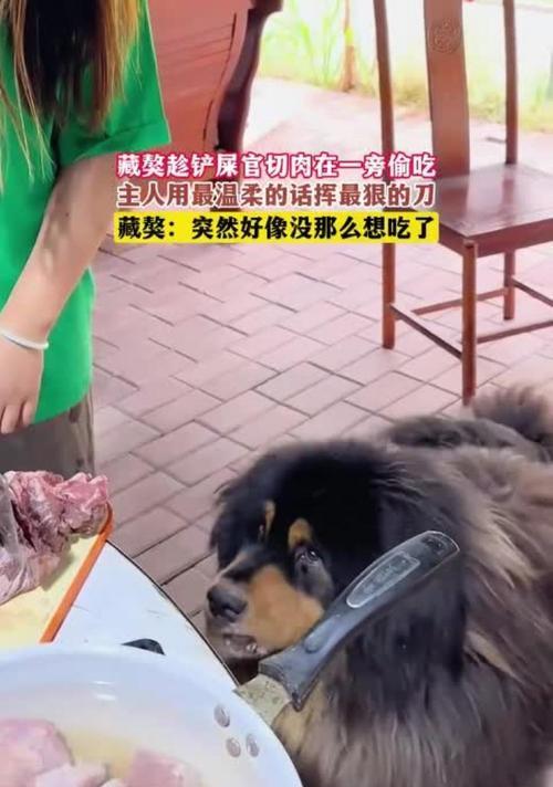 了解这些食物，守护藏獒健康（了解这些食物，守护藏獒健康）