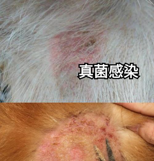揭秘狗狗皮肤病的成因及相关检查方法（了解狗狗皮肤病的起因，选择合适的检查方式）