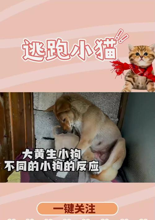探讨狗狗生产症状（常见狗狗生产症状及其治疗方法）