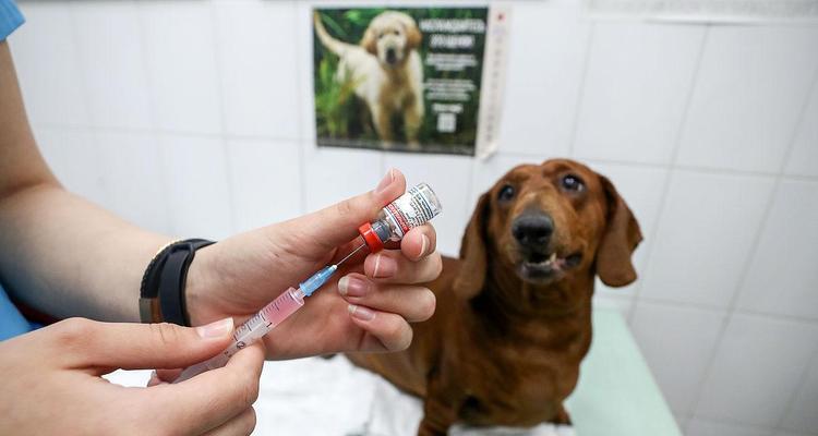 成年犬打疫苗后适合何时出门？（犬只打完疫苗可以几天后开始外出活动？）