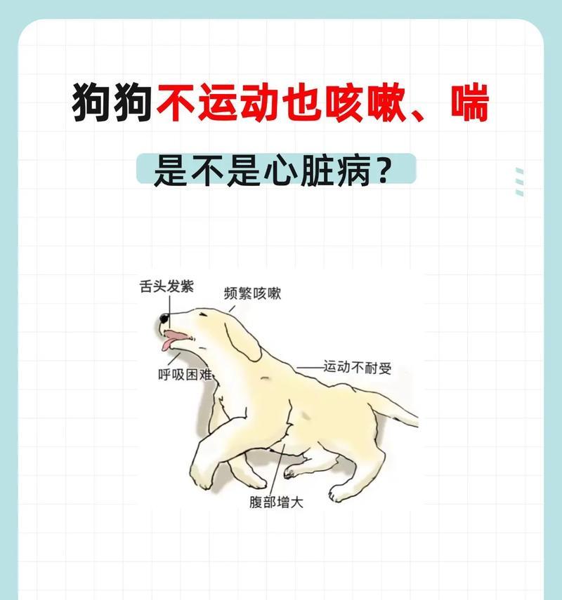 狗心脏病的寿命如何？（探究狗心脏病患者的预期寿命以及延长狗的生命的方法）