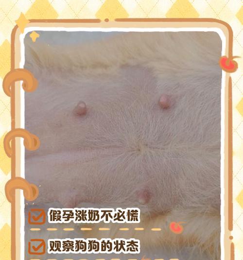 狗狗怀孕测出时间的关键因素（了解狗狗怀孕的时间和方法，照顾好它们的健康成长）