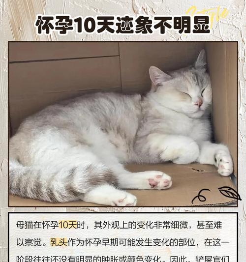 如何判断猫是否怀孕？（掌握关键步骤轻松辨别猫咪的身孕状态）