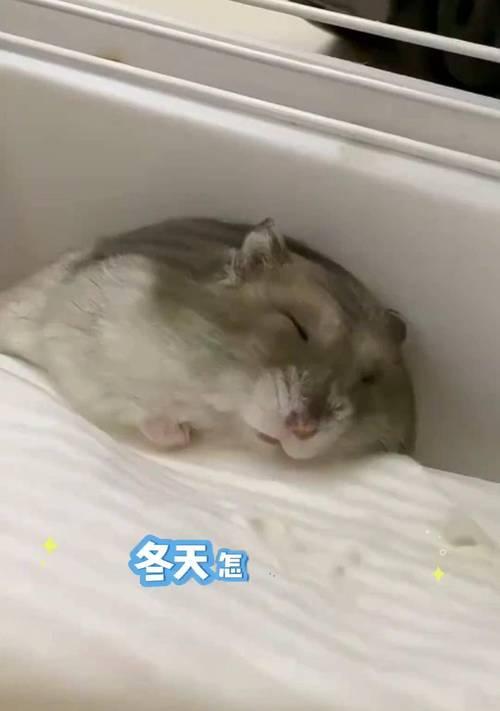冬季仓鼠饮水频率及注意事项（冬天仓鼠喂水要适度，关键是掌握饮水频率）