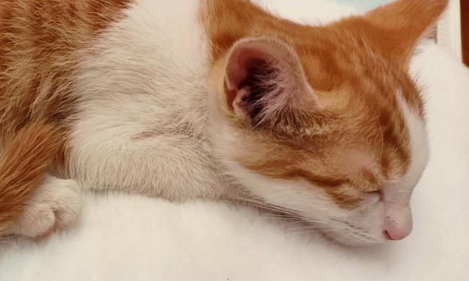 小猫睡觉有多久？（探讨小猫睡眠时间的奥秘）