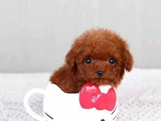 茶杯犬（了解茶杯犬的价格及养护方法）