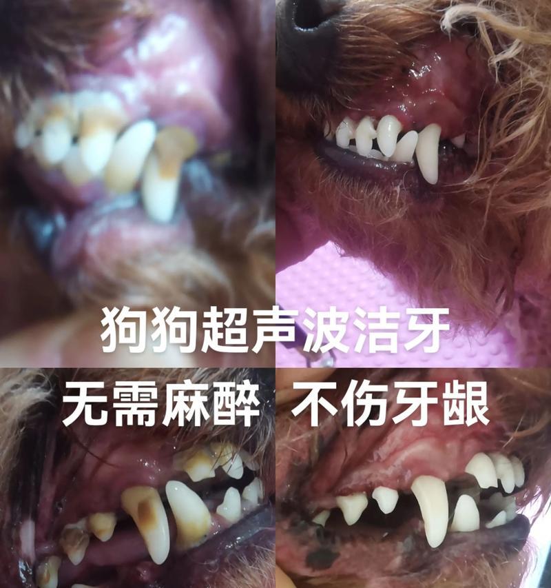 狗洁牙的有效持续时间及方法（揭秘狗洁牙的持久管控及关键步骤）