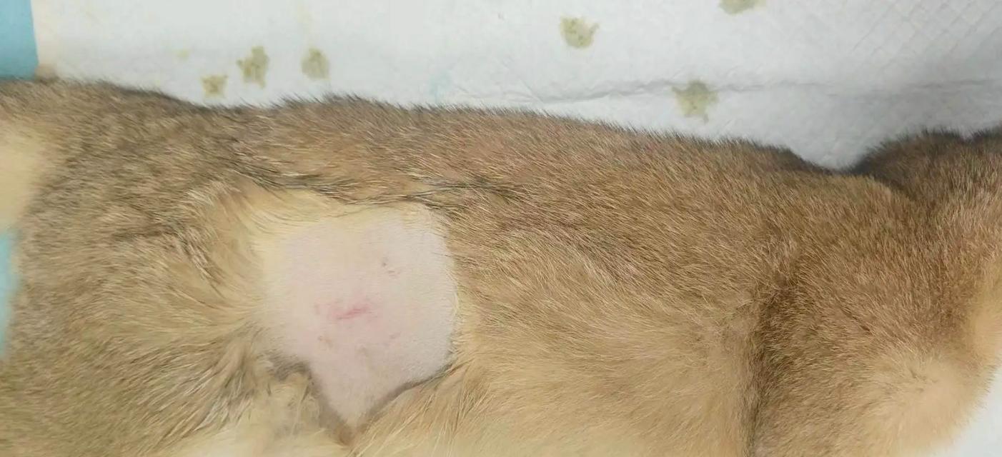 母猫绝育手术的恢复期是多久？（了解母猫绝育手术后的疼痛恢复时间和护理方法）