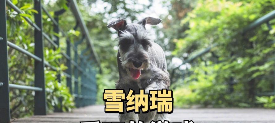 狗狗游戏（探索与互动的狗狗游戏世界）