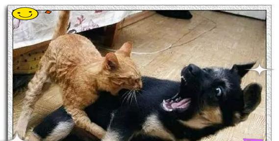为什么狗总是在与猫打架中失败？（探究狗总是输给猫的四大原因）