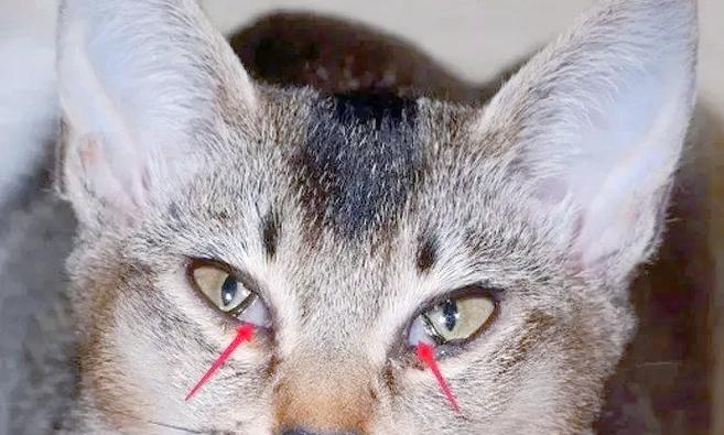 猫咪第三眼睑恢复时间长短的因素（探索猫咪第三眼睑愈合速度与治愈关键因素）