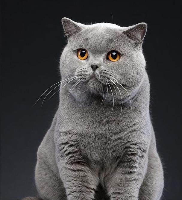 世界各地的猫咪品种大揭秘（探索不同品种的猫咪，了解它们的特点和魅力）
