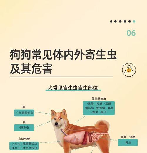 小狗吃驱虫药后多久有效果？（探究小狗服用驱虫药后的效果及时间）