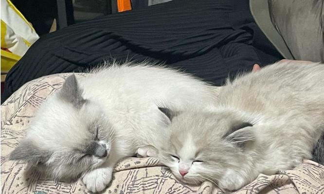 猫咪为什么总是大小眼？（探究一只睁眼一只眯眼的原因及其影响）