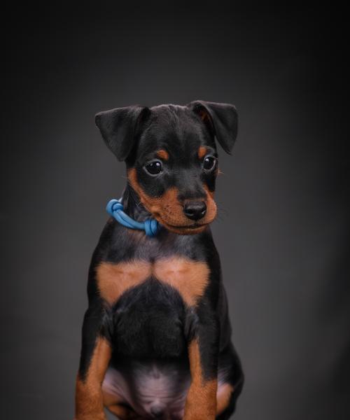 为什么饲养小鹿犬的人不多？（探究小鹿犬的特点与养育难题）