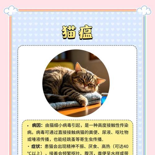 猫咪传染性疾病（人类病从猫来，小心健康危机）