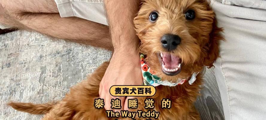 泰迪的可爱动作魅力（探索泰迪独特魅力，带你进入可爱世界）