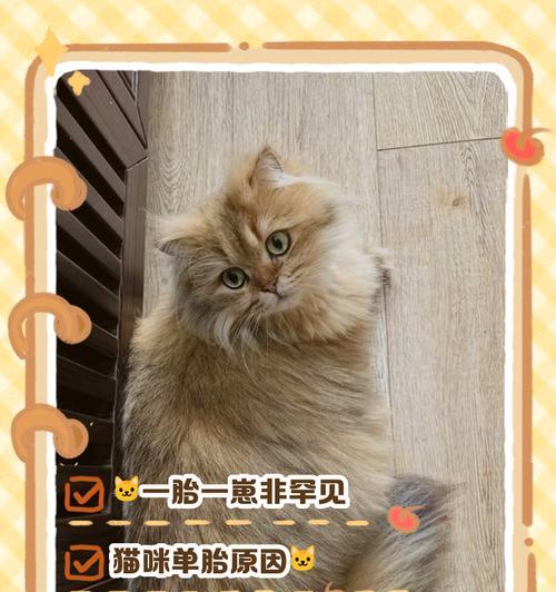 猫咪生小猫后应带多久？（了解猫咪繁殖周期与幼崽发育阶段）