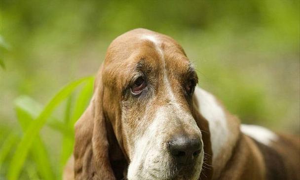 探秘世界上最受欢迎的猎犬种类（品种众多、能力卓越的猎犬群体）