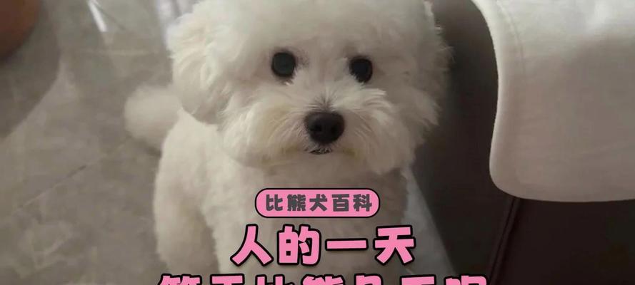 比熊的睡眠习惯（揭秘比熊宝宝的睡眠规律及养护方法）
