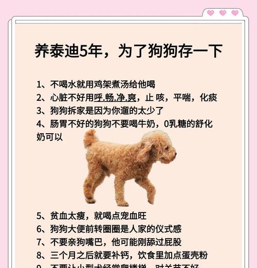 泰迪狗狗洗澡频率揭秘（每4个月洗澡一次的关键原因及注意事项）
